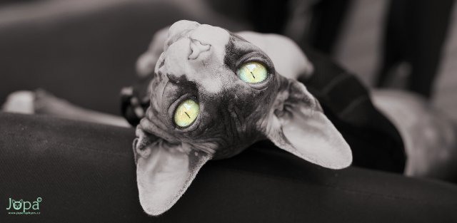 about_sphynx_01